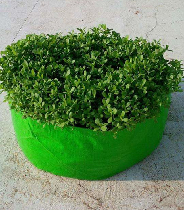 Buy HDPE 200 GSM Growbags 24 inch x 12 inch Outdoor Plant Bag at Best Price  in India