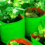 Maximize Your Growing Potential with Grow Bags - A Comprehensive Guide for Home and Kitchen Gardening