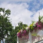 Balcony Gardening Made Easy with Grow Bags