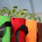 Grow Bag Gardening Tips The Do's and Don'ts