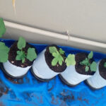 LDPE Grow Bags - A Practical and Convenient Option for Your Garden