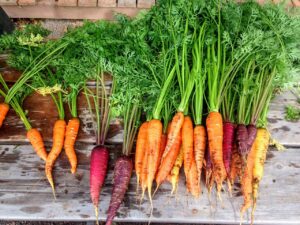 The Benefits of Growing Root Vegetables in a Grow Bag