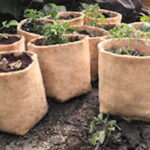 Biodegradable Grow Bags