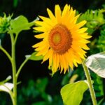 Companion Planting in Small Spaces