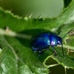 Decoding Visible Symptoms to Identify Plant Diseases