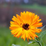 Discover the joys of growing marigolds in grow bags with our step-by-step guide for beginners