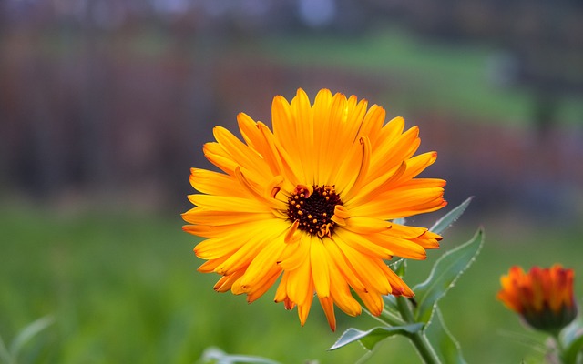 https://growbags.in/wp-content/uploads/2023/02/Discover-the-joys-of-growing-marigolds-in-grow-bags-with-our-step-by-step-guide-for-beginners.jpg