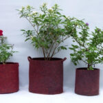 Eco-Friendly Grow Bags
