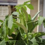 Grow Okra Effortlessly with Rectangular Grow Bags for Optimal Harvest
