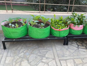 Grow Your Garden, Anywhere with Plant Bags