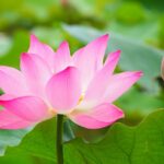 Growing Lotus Made Easy with Grow Bags