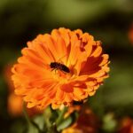 Growing Marigolds in Grow Bags