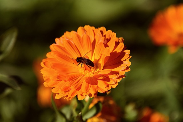 Growing Marigolds in Grow Bags