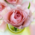 Growing Roses in Grow Bags