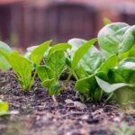 Growing Spinach in Your Home Garden with Grow Bags