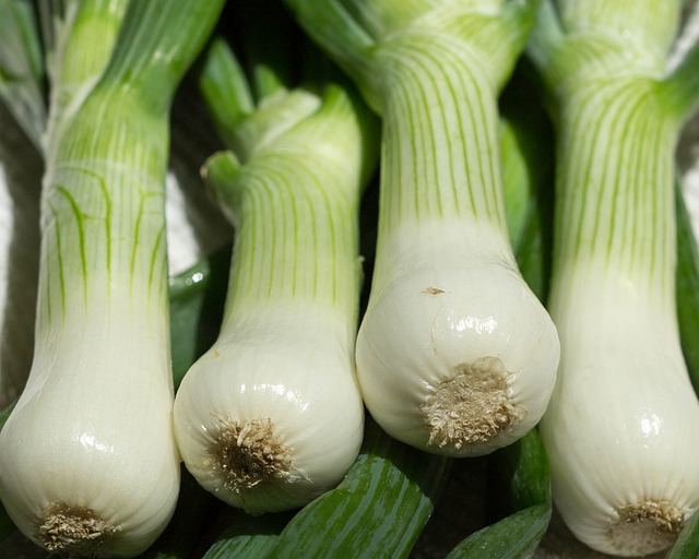 Harvesting Salad Onions at Home with Grow Bags