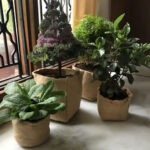 Indoor Gardening Made Easy - How to Grow Fresh Produce with Grow Bags