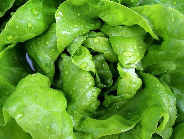 Lettuce Get Growing: How to Start a Bountiful Garden with Grow Bags