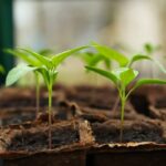 Master the art of potting mix and take your gardening skills to the next level