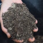 Maximizing Your Garden's Potential with Mulching