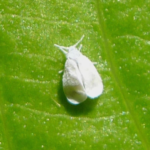 Organic Techniques to Combat Whiteflies in Your Terrace Garden