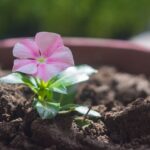 Potting Mix 101 - A Beginner's Guide to Soil for Containers