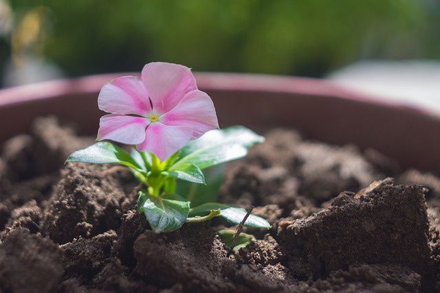 Potting Mix 101 - A Beginner's Guide to Soil for Containers