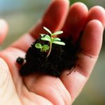 The Science of Transplantation