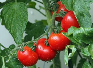 Tomato Gardening Simplified with Round Shape Grow Bags