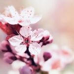 Understanding pH Levels for Grow Bag Gardening