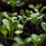 Unlock the Benefits of Vermicompost