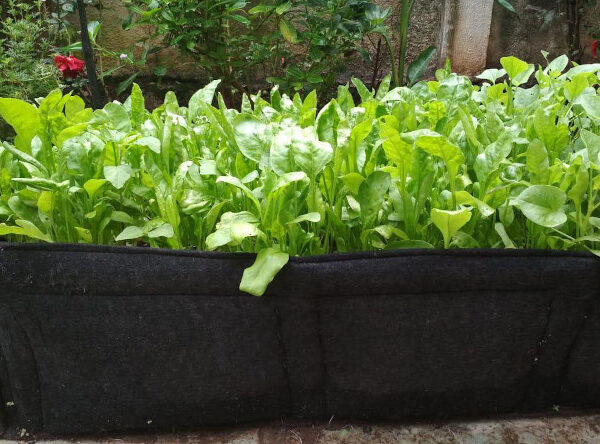 Vegetable Grow Bags - The Key to Healthy and Sustainable Home Gardening