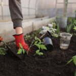 Organic potting mix for sustainable gardening