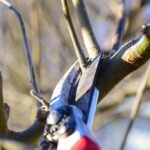 Discover Techniques for Cloning Plants from Cuttings