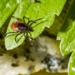 Don't let pests and diseases ruin your summer garden