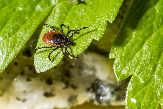 Don't let pests and diseases ruin your summer garden