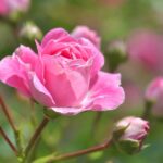 Ensure your roses stay healthy and vibrant this summer with our easy-to-follow care tips