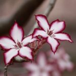 Essential Care Tips for Flower Plants