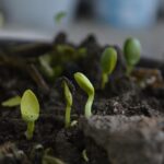 Get the most out of your grow bags by composting effectively in the summer heat