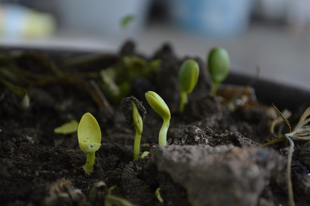 Get the most out of your grow bags by composting effectively in the summer heat