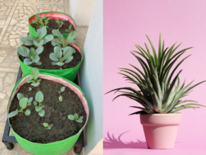Grow Bags vs. Traditional Plant Pots
