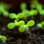 Identify and treat common seedling problems