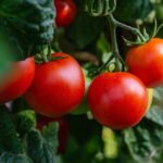 Indian summer vegetables that thrive in long hours of sunlight