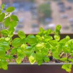 Indoor Container Gardening