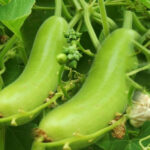 Managing Common Problems of Bottle Gourd Plants