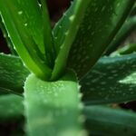 Plants That Need Less Water for Grow Bags in India
