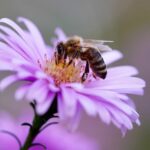 Pollinators in Plant Reproduction