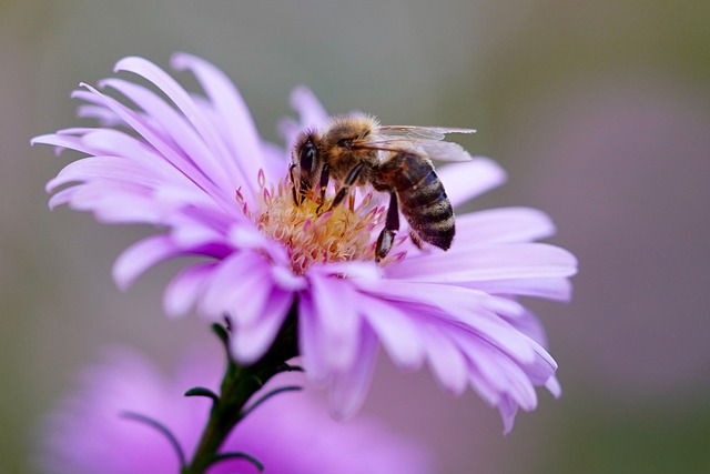 Pollinators in Plant Reproduction