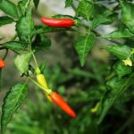 Preventing Flower Drop in Your Chili Plants