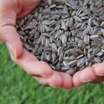 Saving Seeds for Germination